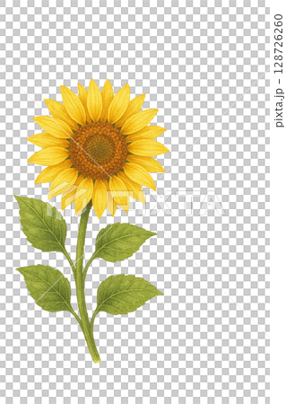 大輪ひまわり一輪イラスト素材 128726260
