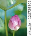 葉の下で咲く蓮の花 128726302