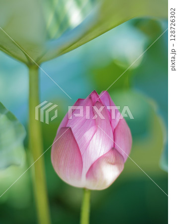 葉の下で咲く蓮の花 128726302