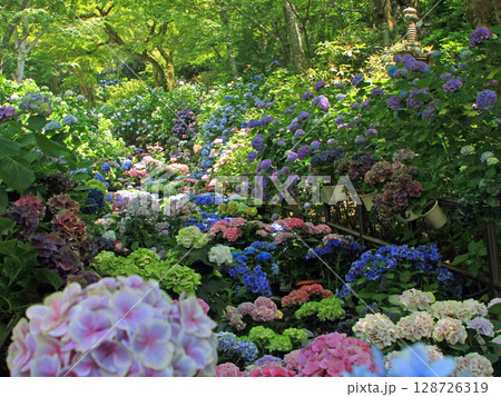 長谷寺のあじさい回廊 128726319