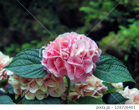 紫陽花 128726401