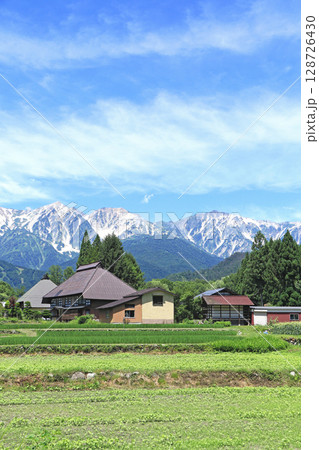 白馬の夏 山麓から望む北アルプス 白馬の夏 山麓から望む北アルプス 128726430