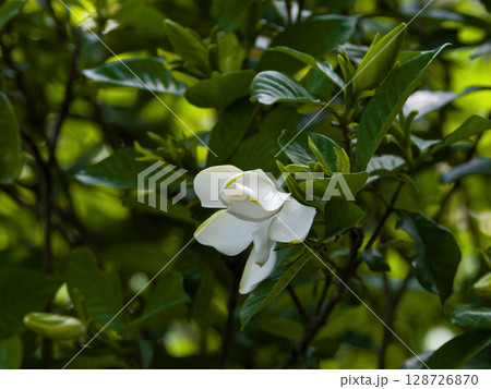 クチナシの花 128726870