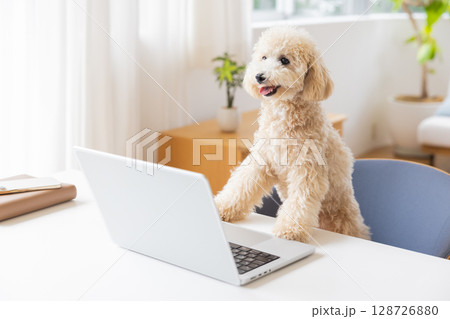 パソコンを見ているビションプー 128726880