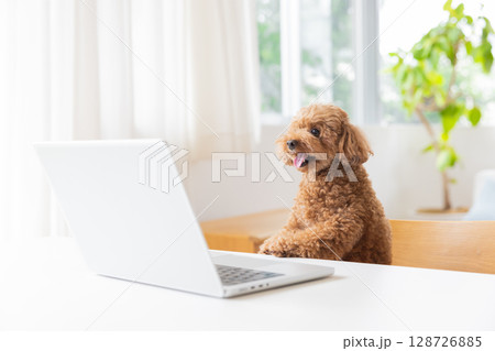 パソコンを見ているトイプードル パソコンを見ているトイプードル 128726885