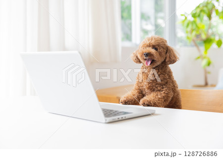 パソコンを見ているトイプードル パソコンを見ているトイプードル 128726886
