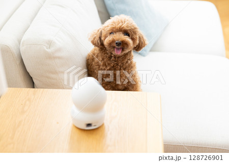 ペットカメラとトイプードル 128726901