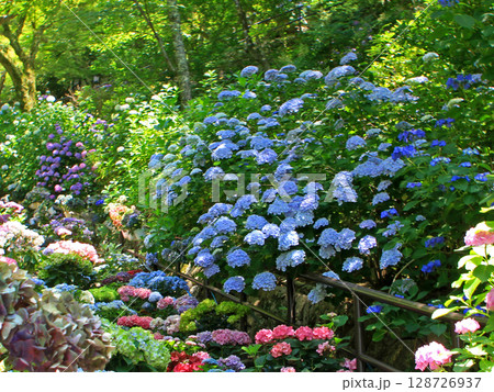 長谷寺のあじさい回廊 長谷寺のあじさい回廊 128726937