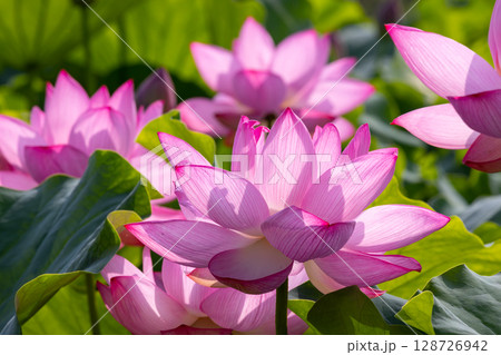 埼玉県比企郡川島町下八ツ林　平成の森公園蓮池の古代ハスの花群生 128726942