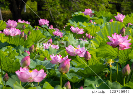 埼玉県比企郡川島町下八ツ林 平成の森公園蓮池の古代ハスの花群生 埼玉県比企郡川島町下八ツ林 平成の森公園蓮池の古代ハスの花群生 128726945