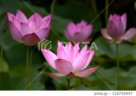 埼玉県比企郡川島町下八ツ林　平成の森公園蓮池の古代ハスの花群生 128726947