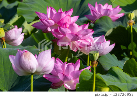 埼玉県比企郡川島町下八ツ林　平成の森公園蓮池の古代ハスの花群生 128726955