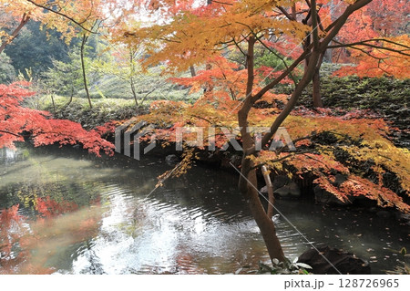 紅葉・六義園【東京都文京区】 128726965