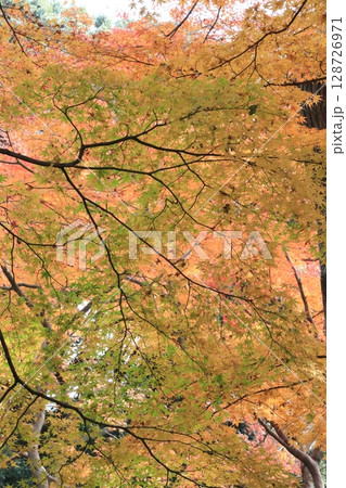 紅葉・六義園【東京都文京区】 128726971