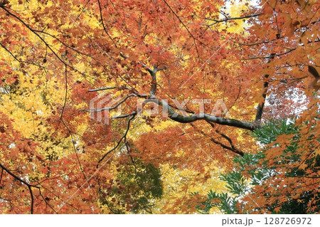 紅葉・六義園【東京都文京区】 紅葉・六義園【東京都文京区】 128726972
