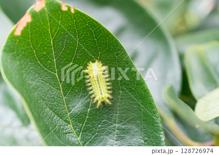 イラガ 害虫 イラガ 害虫 128726974