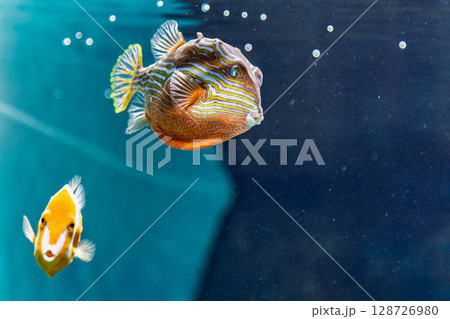 オルネートカウフィッシュ オルネートカウフィッシュ 128726980