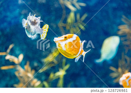 ホワイトバードボックスフィッシュ 128726981