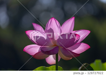 埼玉県比企郡川島町下八ツ林　平成の森公園蓮池の古代ハスの花クローズアップ 128727022