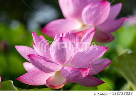 埼玉県比企郡川島町下八ツ林　平成の森公園蓮池の古代ハスの花クローズアップ 128727028