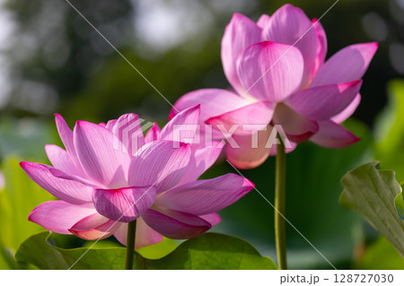 埼玉県比企郡川島町下八ツ林　平成の森公園蓮池の古代ハスの花クローズアップ 128727030