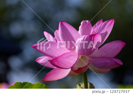 埼玉県比企郡川島町下八ツ林　平成の森公園蓮池の古代ハスの花クローズアップ 128727037