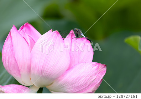 埼玉県比企郡川島町下八ツ林　平成の森公園蓮池の古代ハスの花とシオカラトンボ 128727161