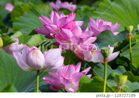 埼玉県比企郡川島町下八ツ林　平成の森公園蓮池の古代ハスの花群生 128727189