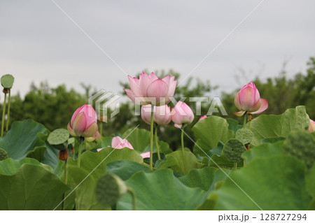 蓮の花 夏の風景 蓮の花 夏の風景 128727294