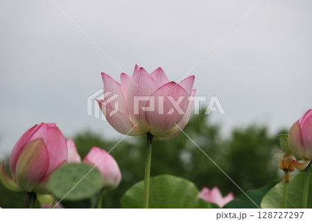 蓮の花   夏の風景 蓮の花   夏の風景 128727297