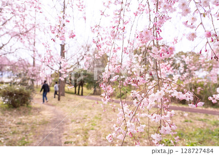 三重県四日市市　春の北勢中央公園　しだれ桜と春を楽しむ人 128727484