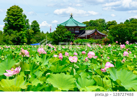 東京都　上野公園　不忍池　蓮の花 128727488