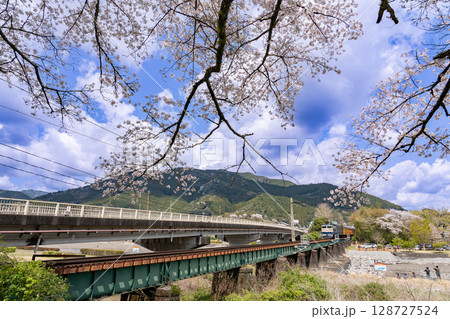 静岡県家山 満開の桜と大井川鐵道の家山橋を通過する鉄道列車 静岡県家山 満開の桜と大井川鐵道の家山橋を通過する鉄道列車 128727524