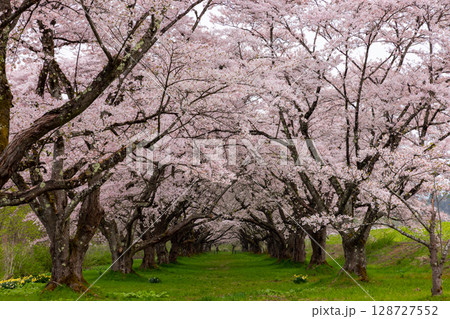 岩手県岩手郡雫石町根堀　さくらの名所雫石川園地のソメイヨシノ桜並木のトンネル 128727552