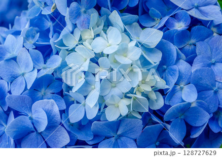 青のグラデーションのアップの紫陽花の花びら 128727629