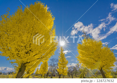 青空に下で黄色く色づいたイチョウ並木 128727632