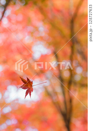 玉ボケを背景にひらひらと舞う赤い紅葉 128727633