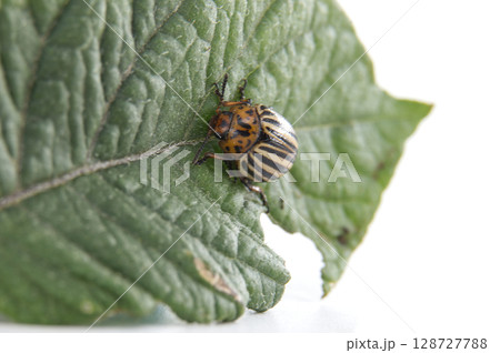 Colorado potato beetle eating potato leaves in cultivated field 128727788