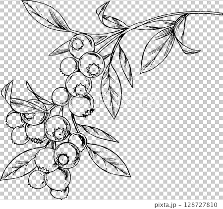 Pen-drawn illustration of blueberries 1 Pen-drawn illustration of blueberries 1 128727810