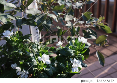西洋ニンジンボクと白い小花ビンカの寄せ植え 西洋ニンジンボクと白い小花ビンカの寄せ植え 128727817