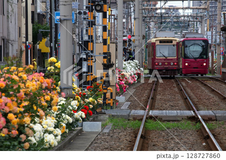 バラが咲き乱れる都電荒川線 バラが咲き乱れる都電荒川線 128727860