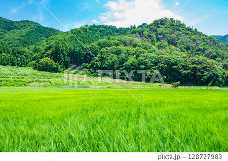 奥琵琶湖菅浦の山田風景 滋賀県長浜市西浅井町 奥琵琶湖菅浦の山田風景 滋賀県長浜市西浅井町 128727983