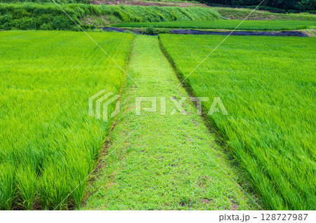 奥琵琶湖菅浦の山田風景　滋賀県長浜市西浅井町 128727987