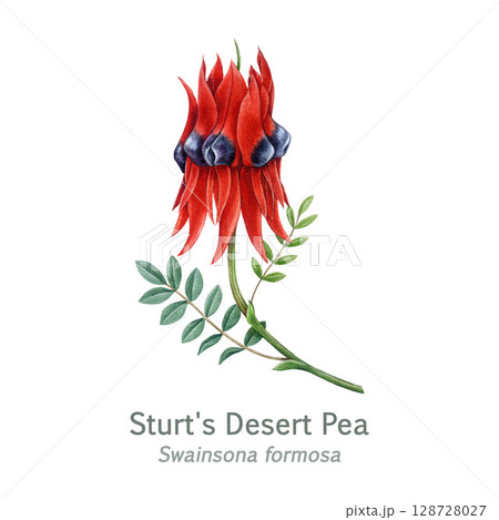 Sturt's desert pea flower on white background. Hand drawn vintage style botanical illustration. Swainsona formosa Australia native blooming plant. Bright red desert pea Australian flora element 128728027