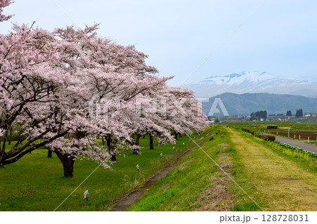 岩手県岩手郡雫石町根堀　さくらの名所雫石川園地のソメイヨシノ桜並木と残雪の秋田駒ケ岳などの景色 128728031