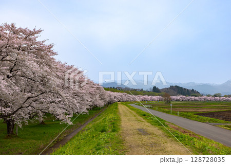 岩手県岩手郡雫石町根堀　さくらの名所雫石川園地のソメイヨシノ桜並木と残雪の秋田駒ケ岳などの景色 128728035