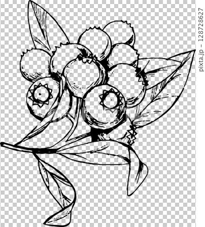 藍莓的鋼筆插圖2 藍莓的鋼筆插圖2 128728627