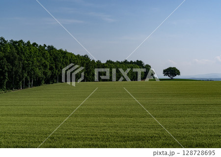 春の田園風景 128728695