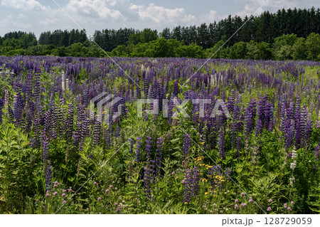 ルピナスの大地 128729059