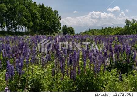 ルピナスの大地 128729063